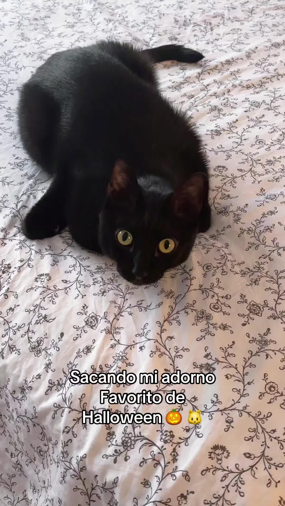 @MíaCarol D.
