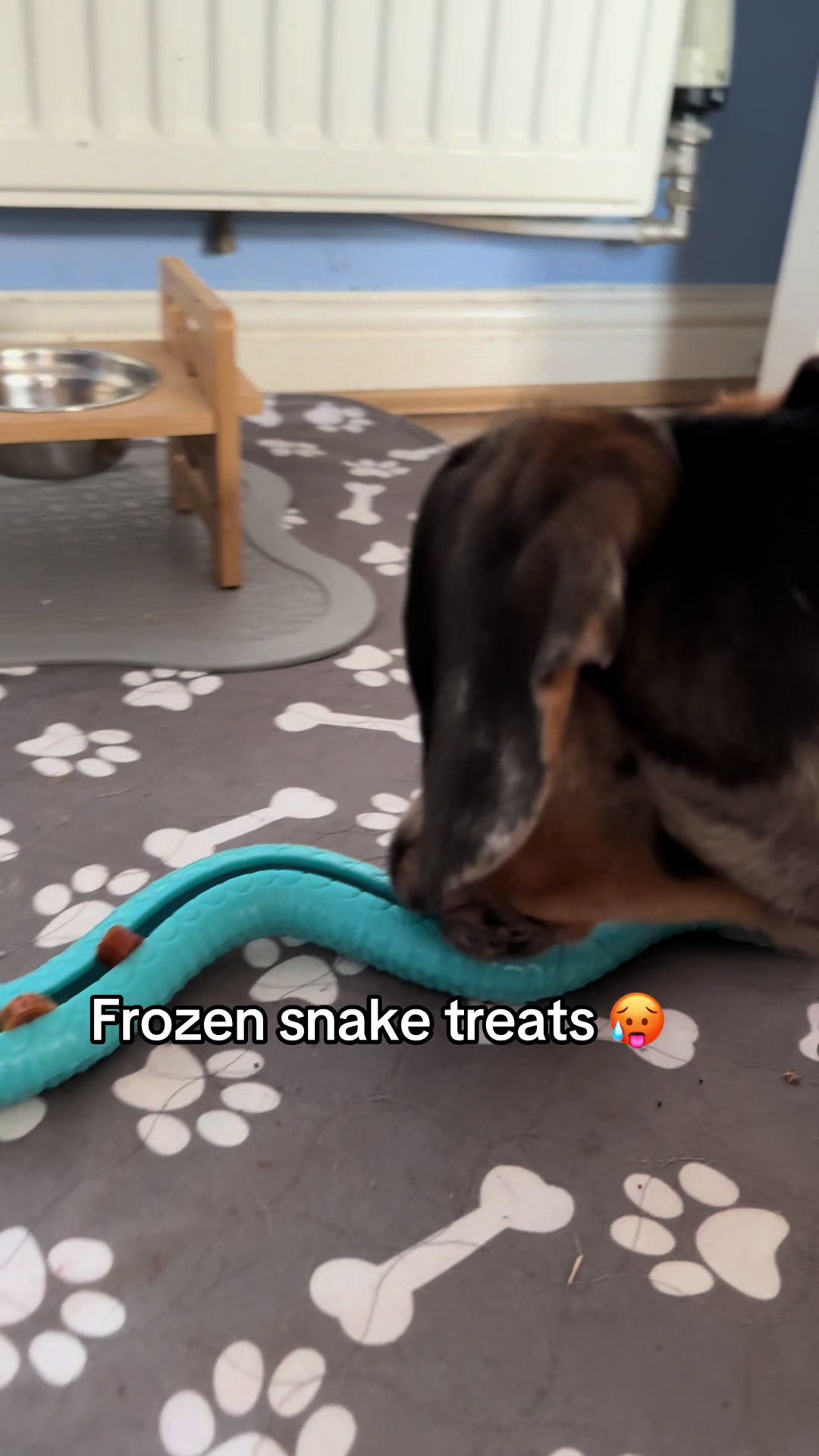 @Maverick The Dachshund