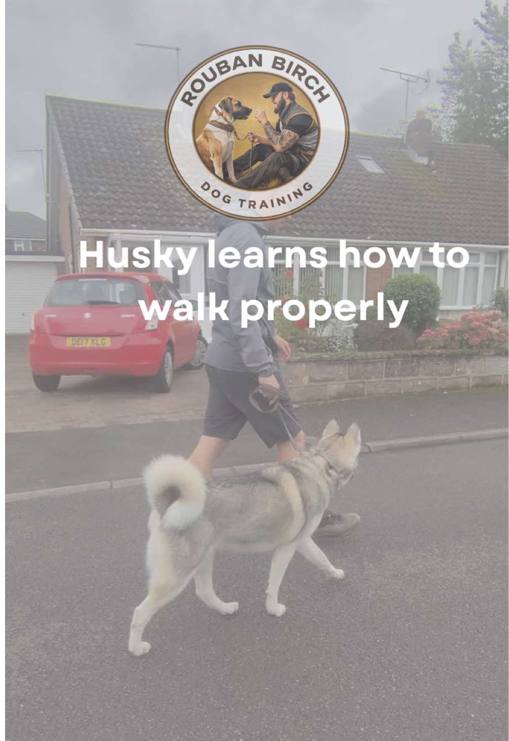 @rbdogtraining