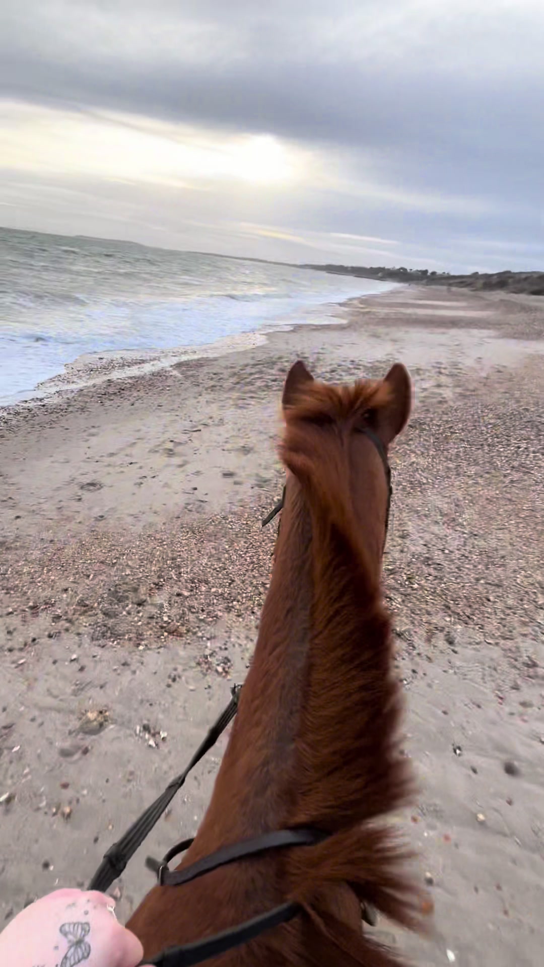 @ell 🌾🐴