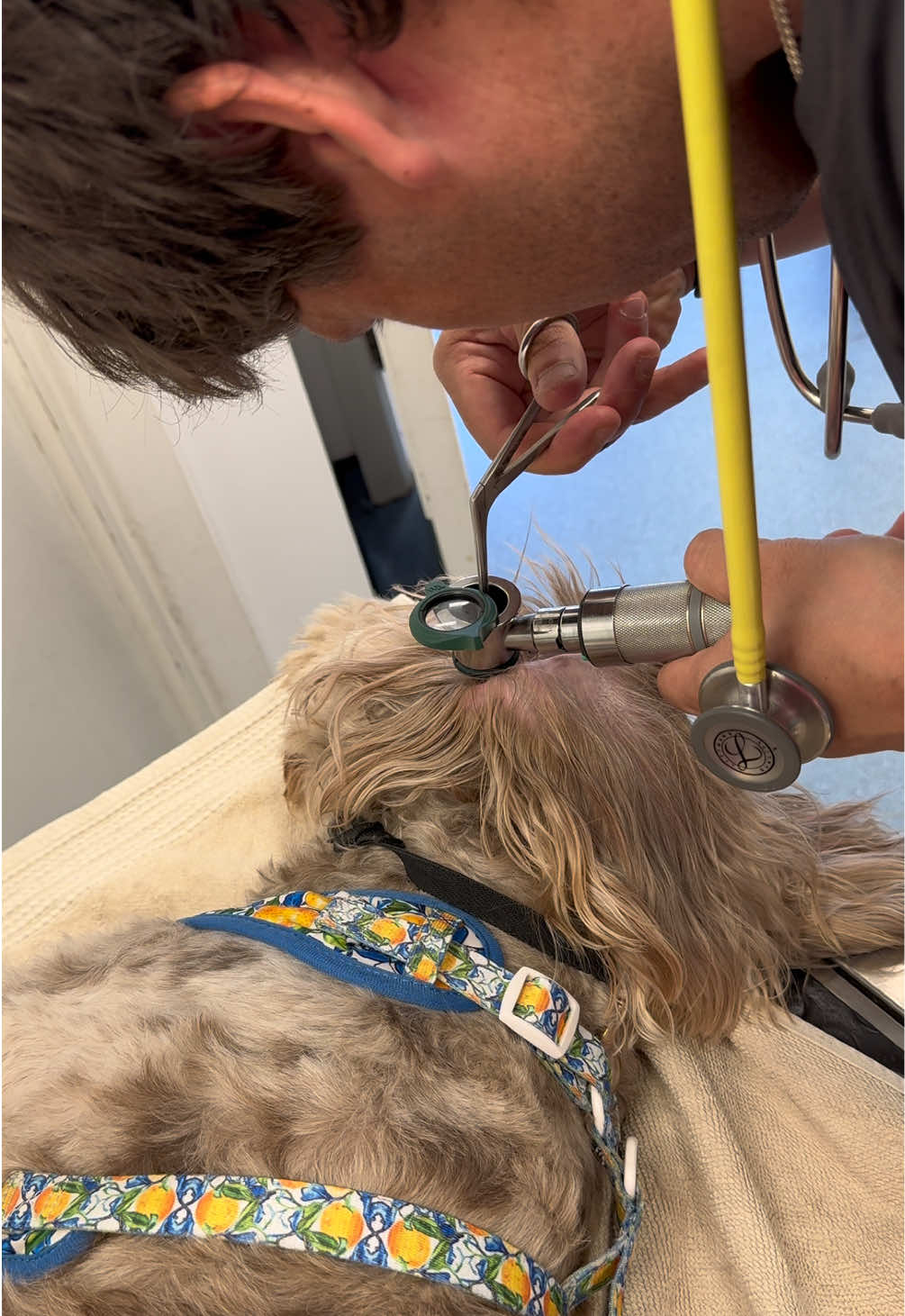 @Tomasthevet