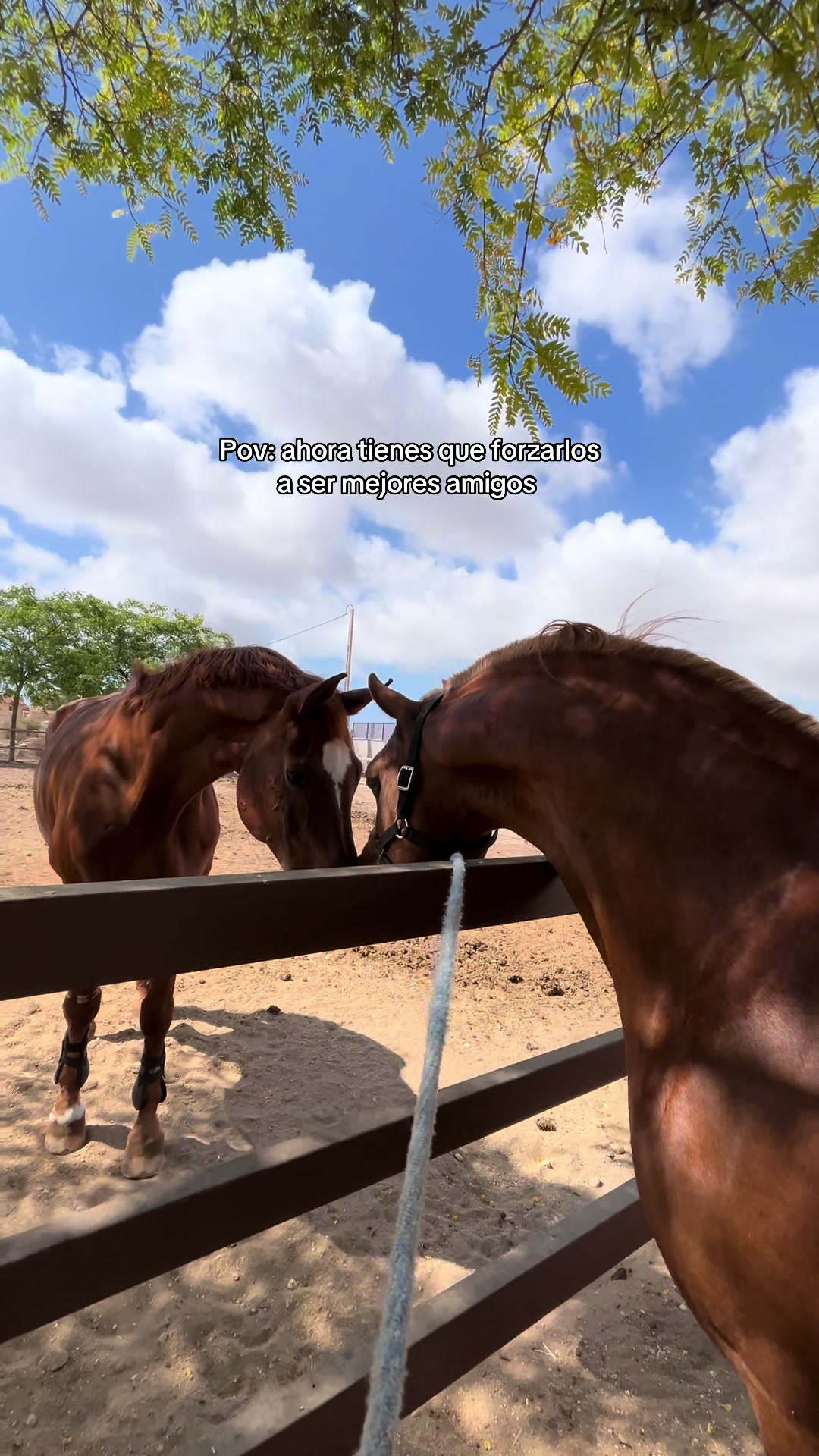 @MyHorse