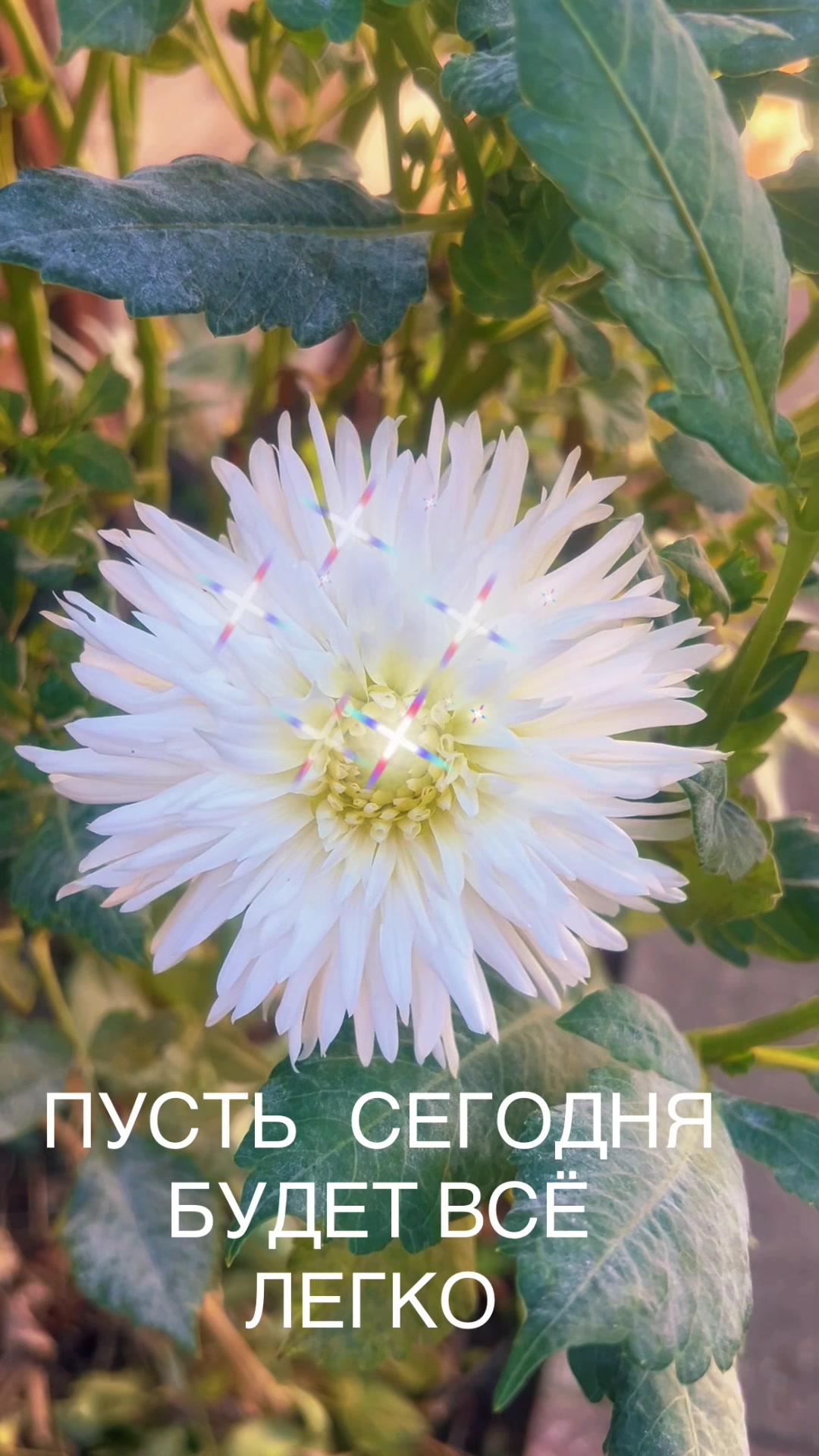 @ANASTASIA ❤️M❤️❤️