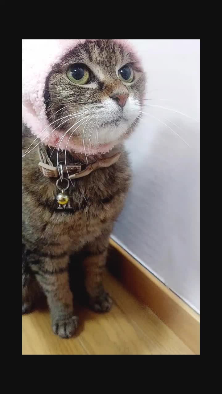 @ようちゃんAnimalPetTV