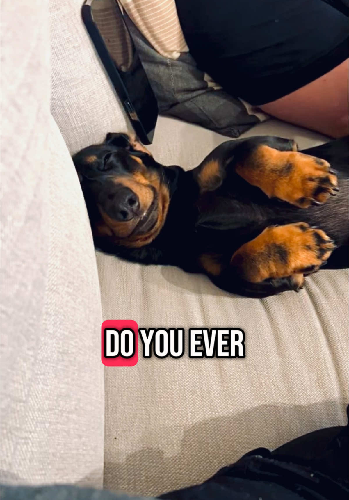 @Nils The Mini Dachshund     🌭