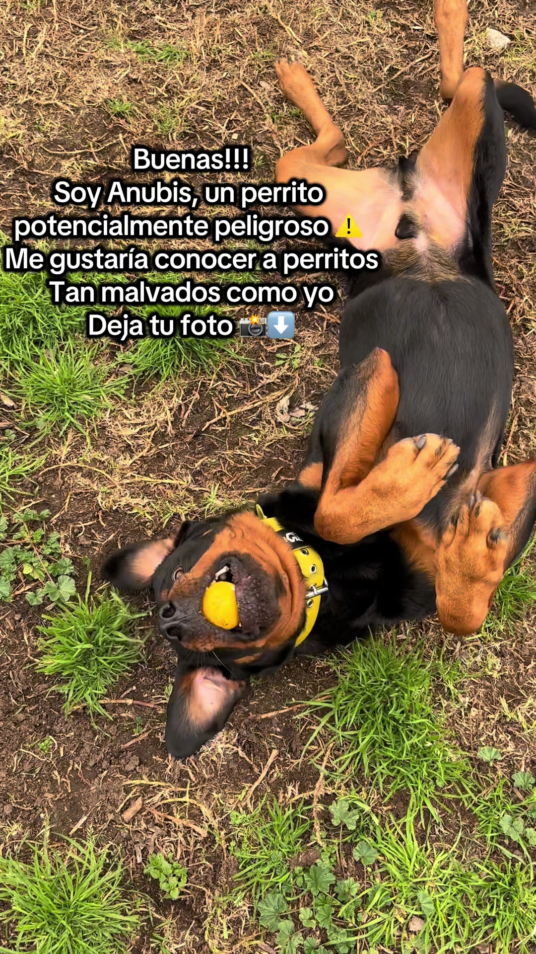 @Anubis y compa&ntilde;&iacute;a