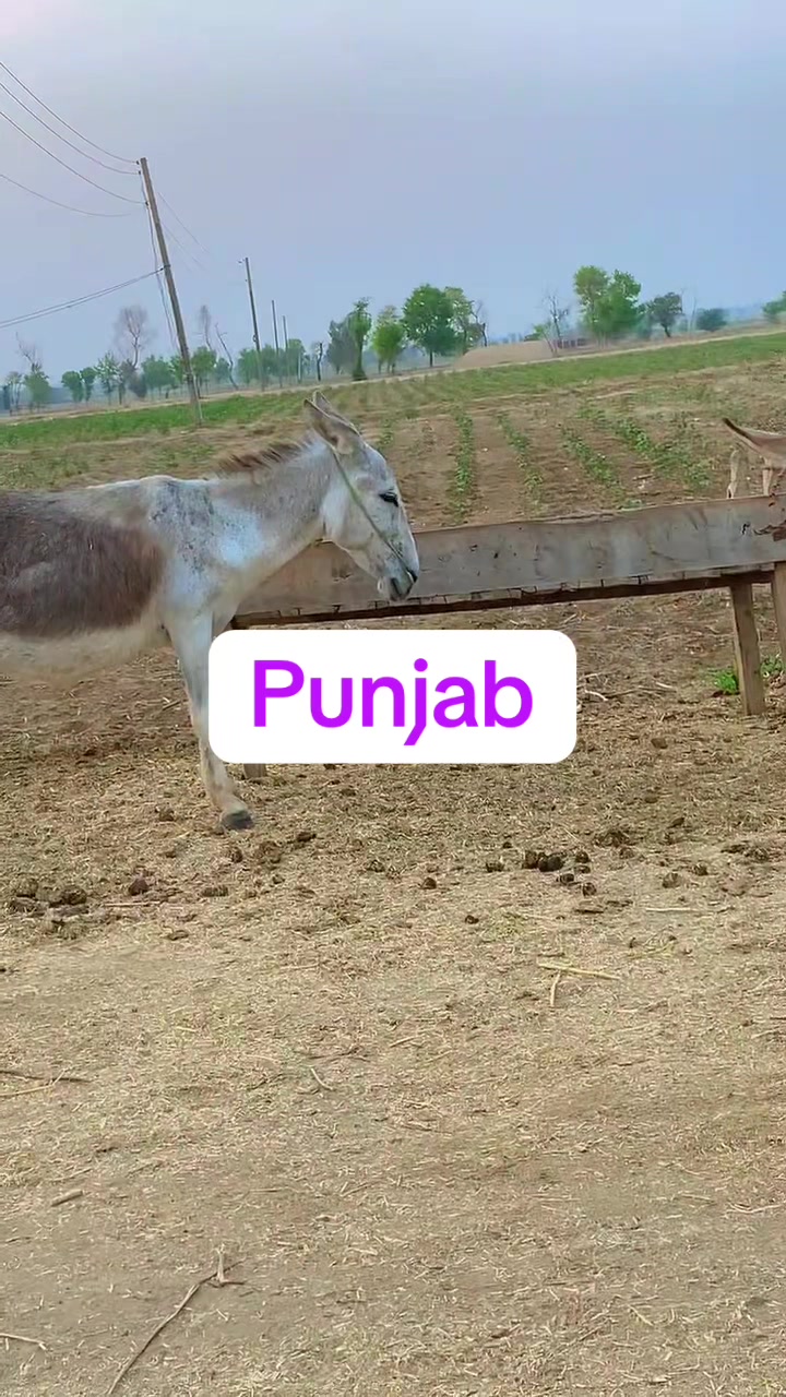 @𝒜𝓀𝓇𝒶𝓂 𝒞𝒽𝒶𝒹𝒹𝒽𝒶𝓇