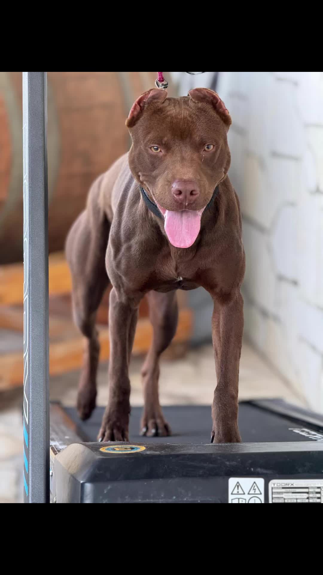@RedForcePitbull