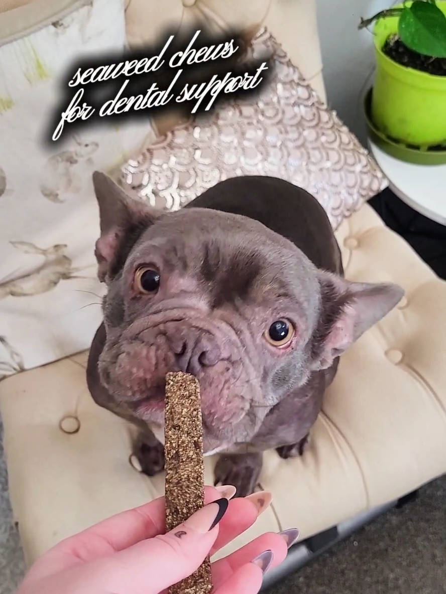 @Dog Stuff 🐕