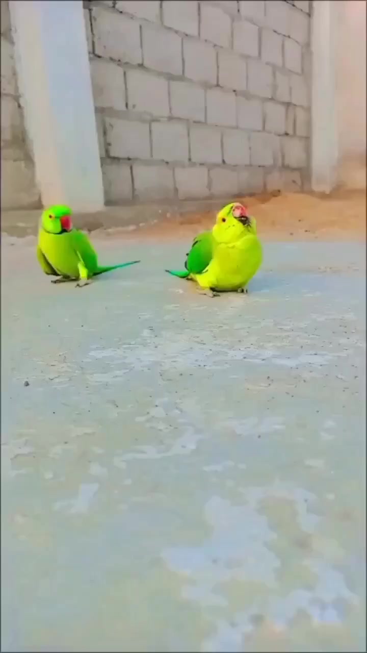 @Ring-necked Parakeets