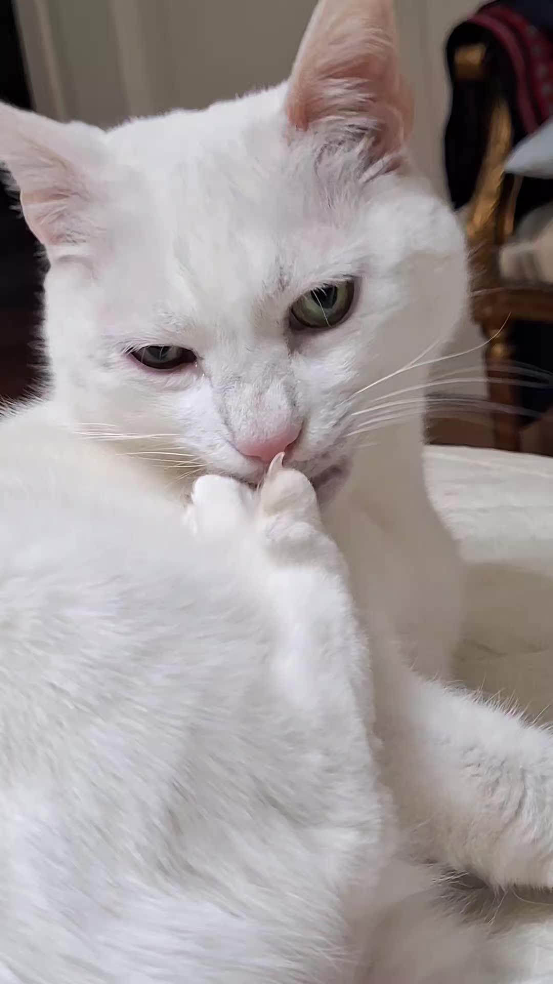 @gattopippo