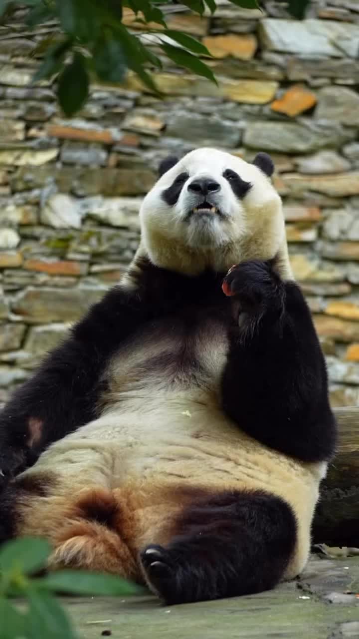 @pandy_pandaa
