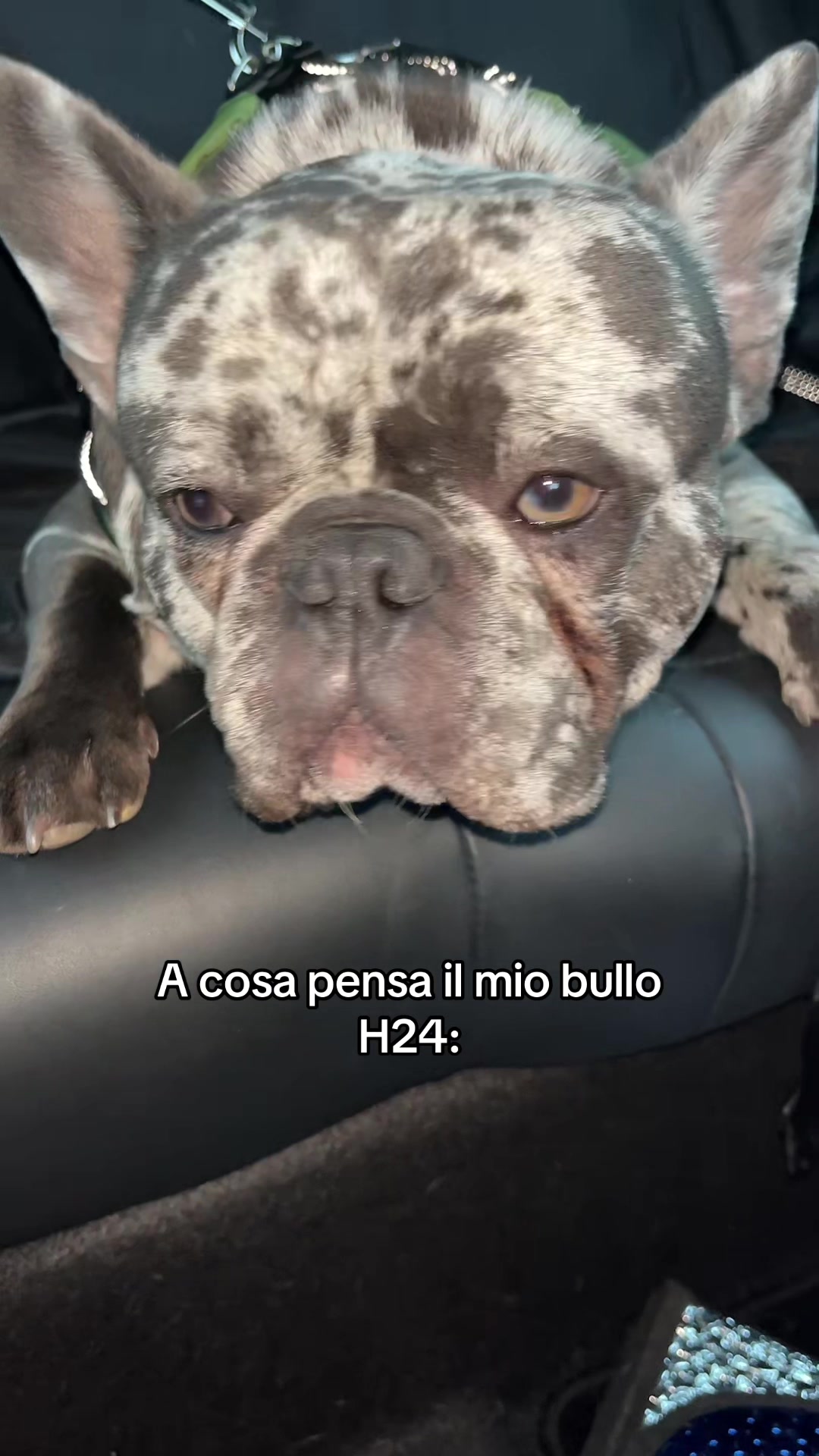 @gaiabadalamenti