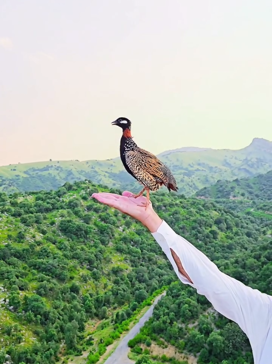 @Birds Lover