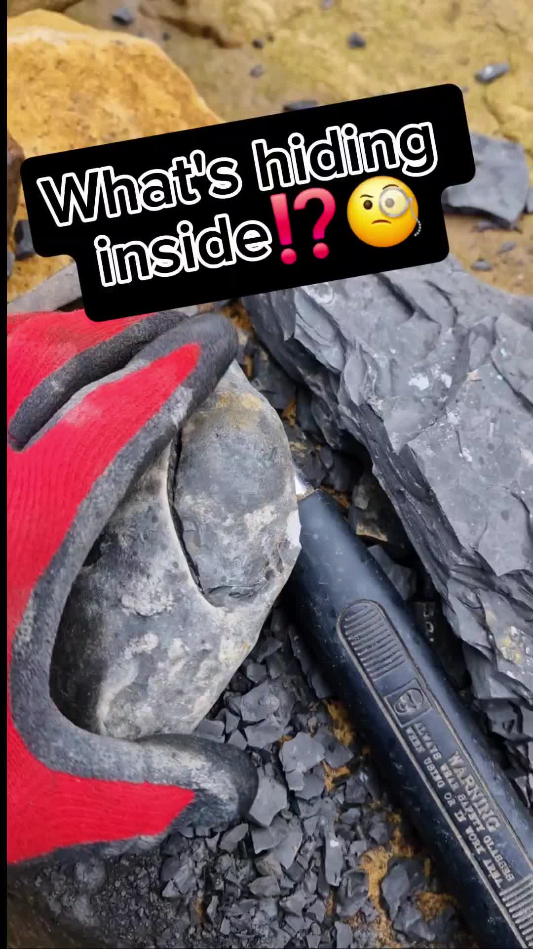 @All About The Fossils