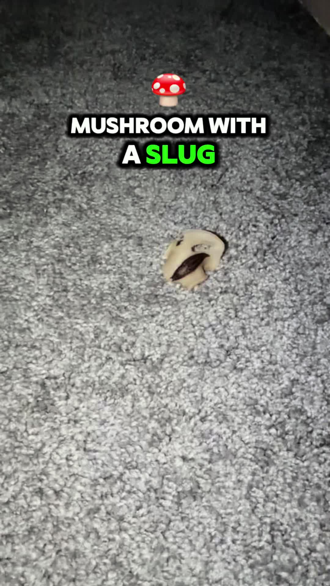 @Long Island Mold Guy