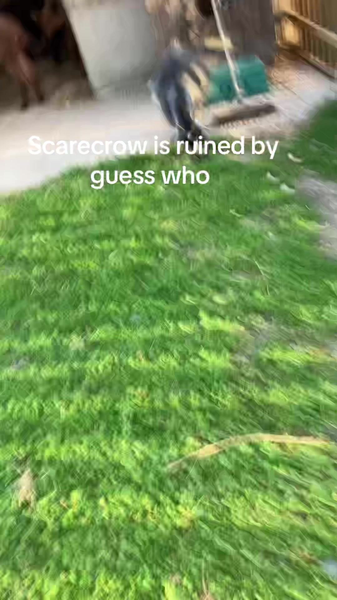 @Willowlanealpacas