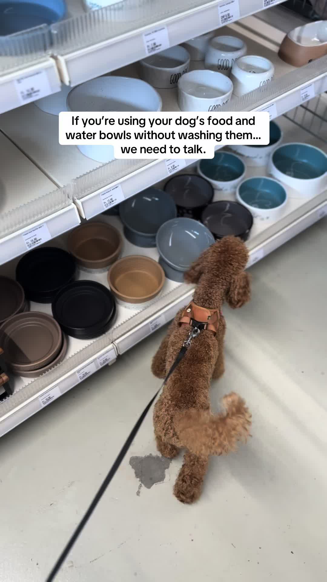 @Two & A Half Poodles | Dog Mom