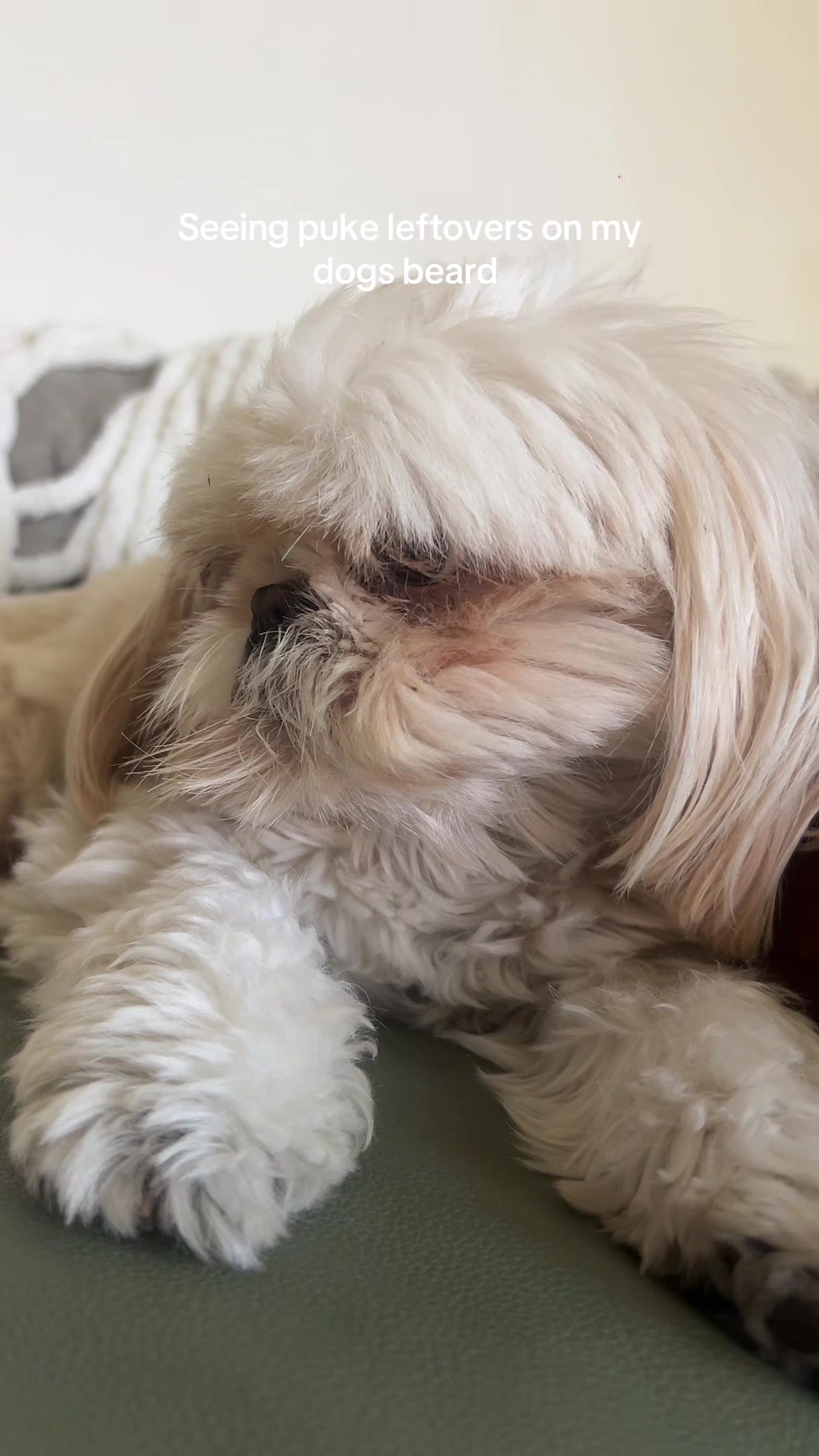 @Hugh the Shih Tzu