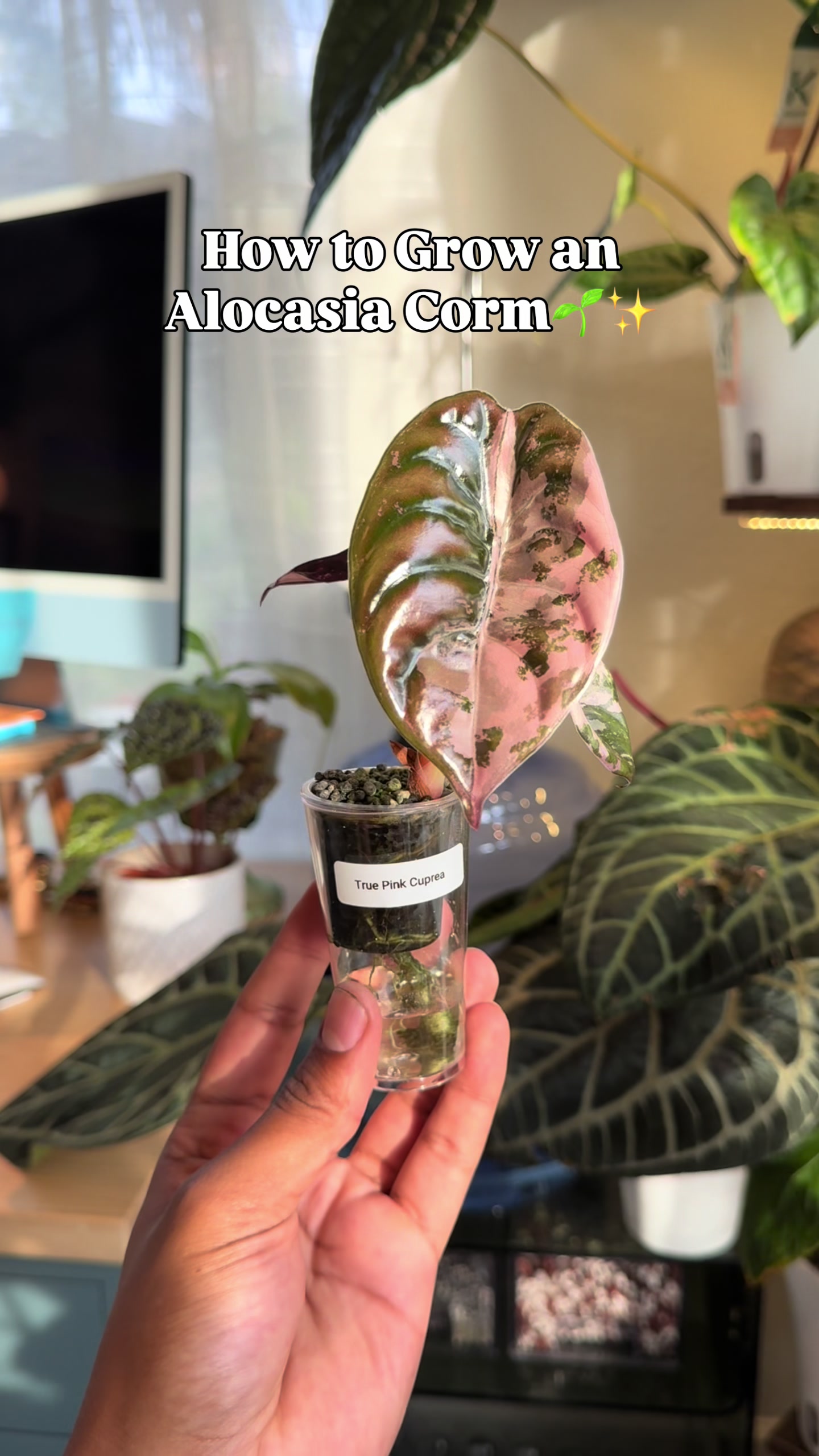 @RarePlantNinja