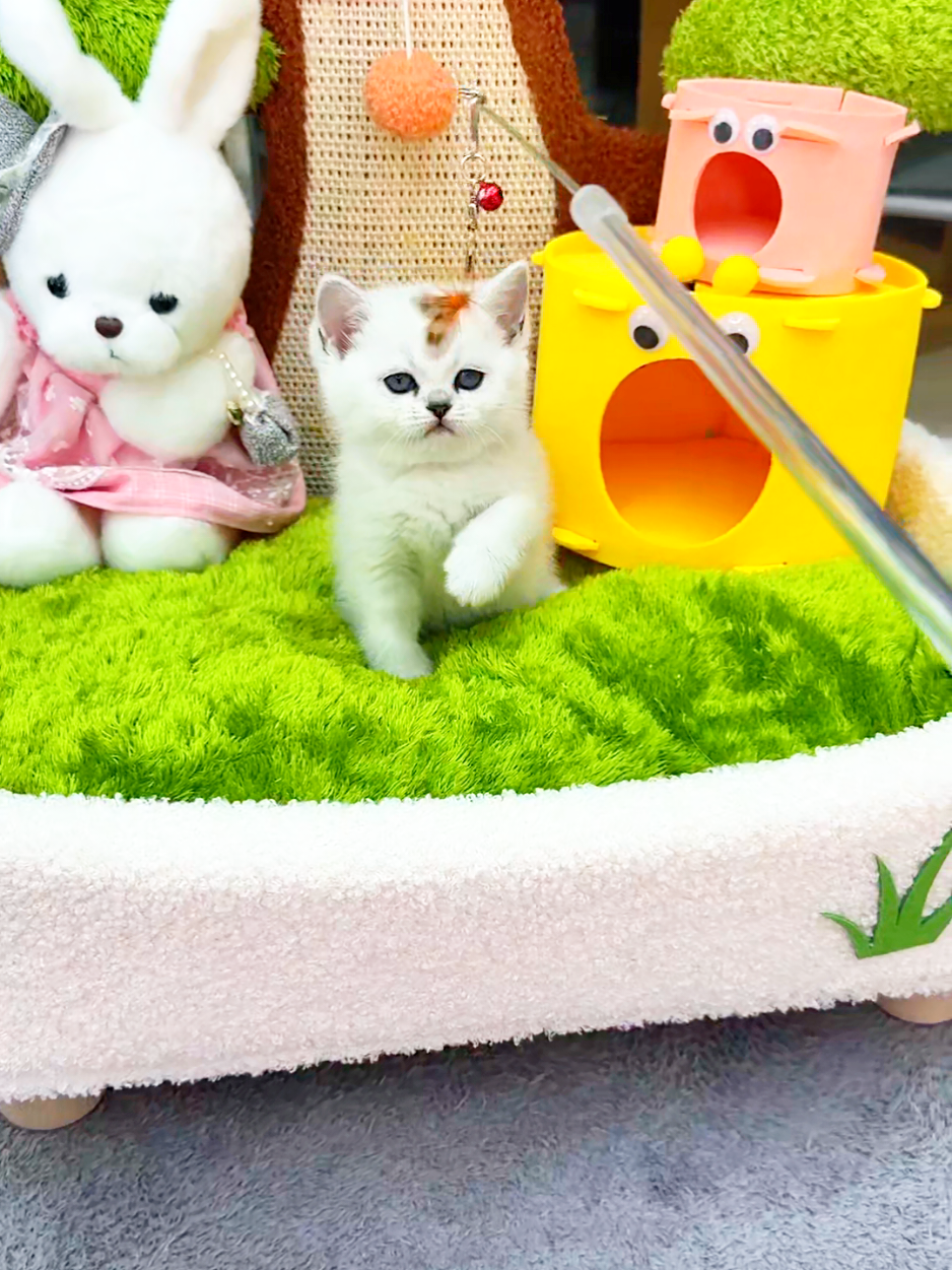 @핑발바닥은 못참는다냥🐱