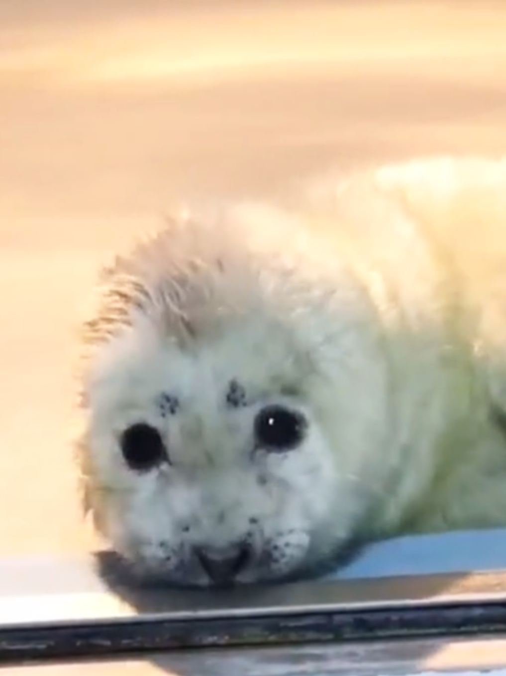 @🩷🎀 seal 🦭🩷