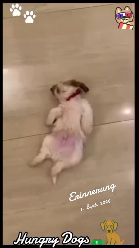 @Gulp 🇦🇹Team Chihuahua ❤