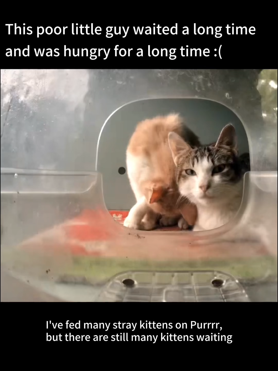 @Purrrr_eliza17