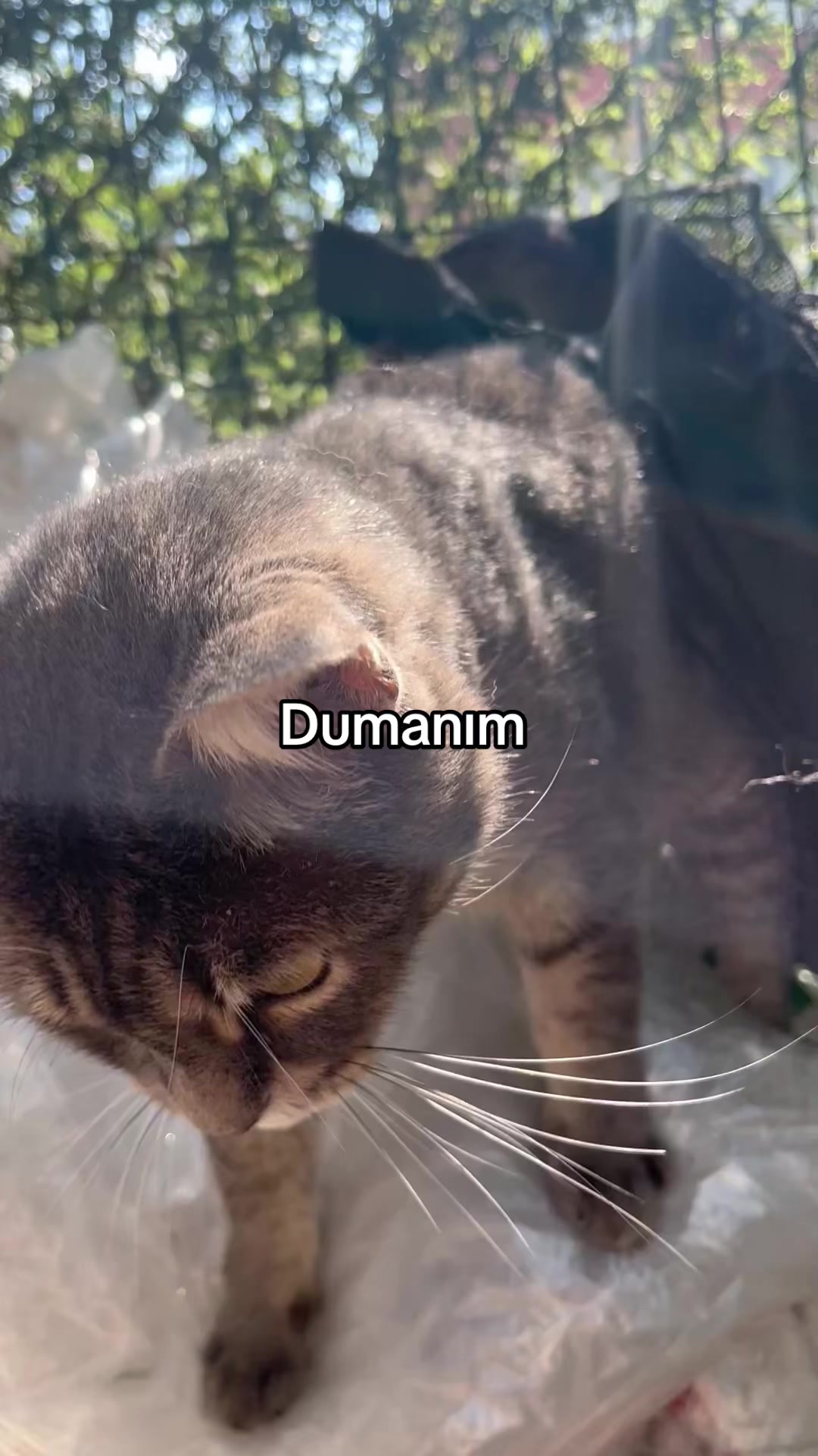 @Gönül Özcanlı