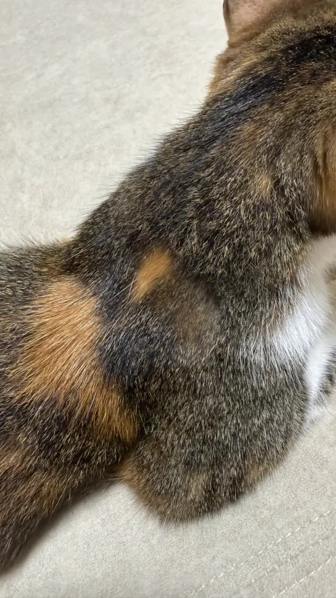 @かにみ、みてる