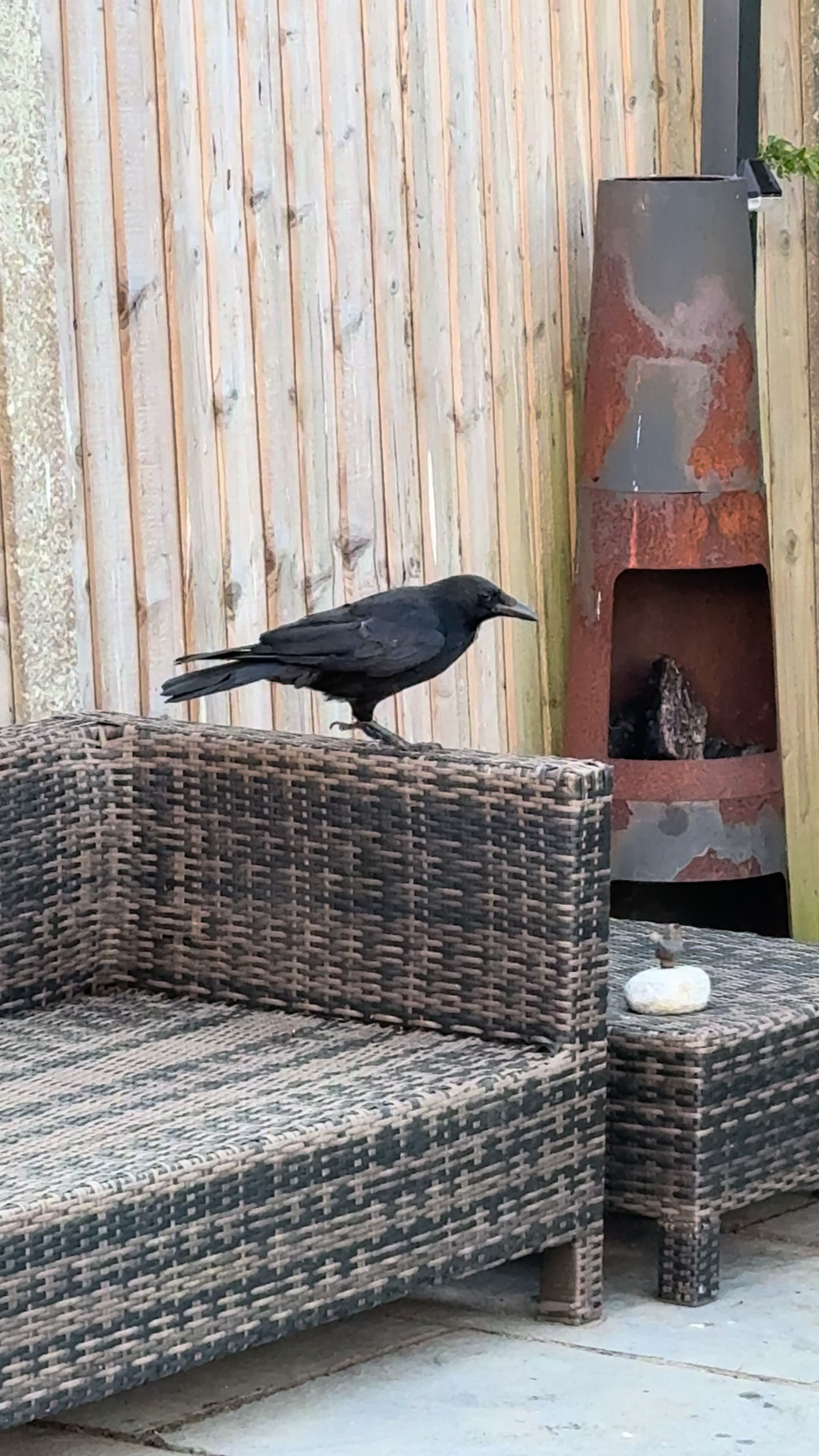 @gp_wildlife