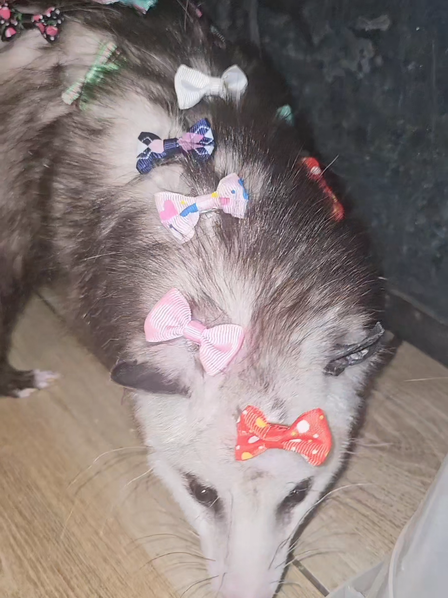 @OPOSSUM/DOG MOMMA Dea