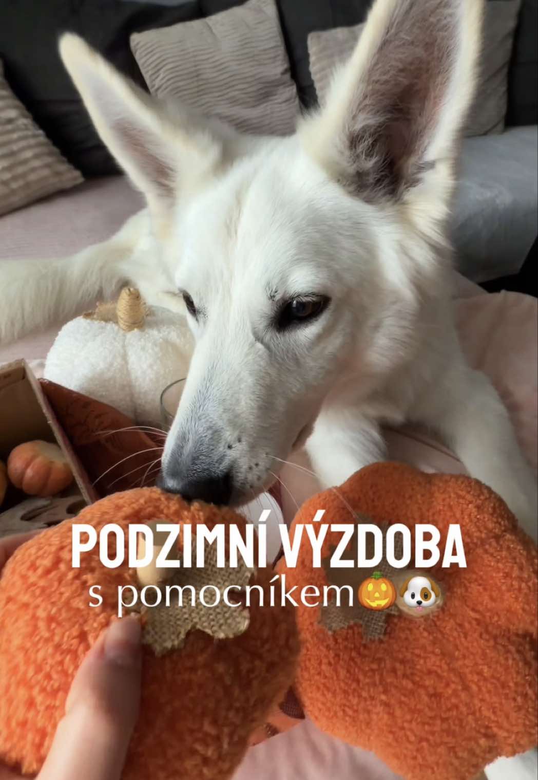 @Martina | Život se psem