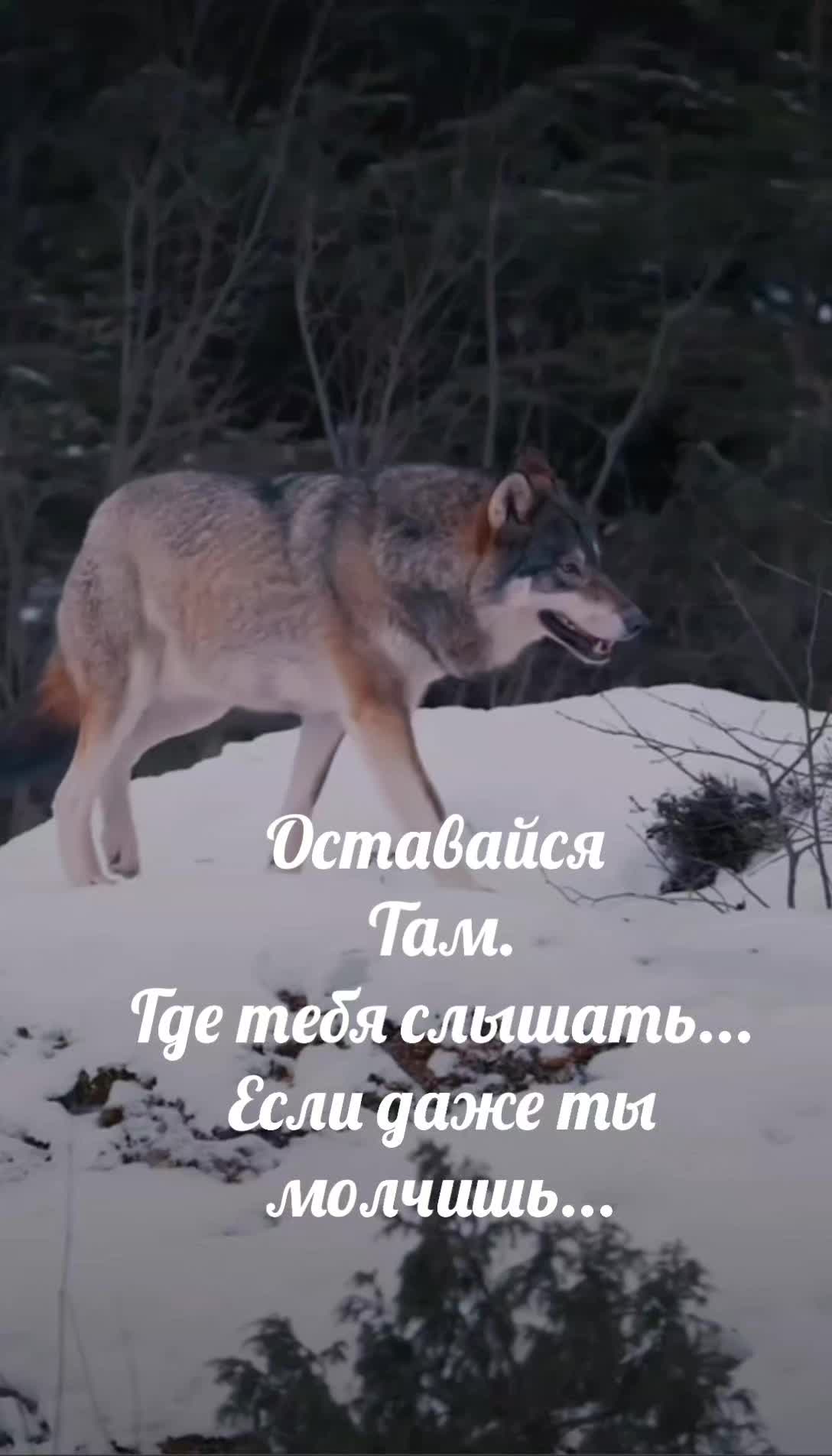 @Волчица и её волк❤️