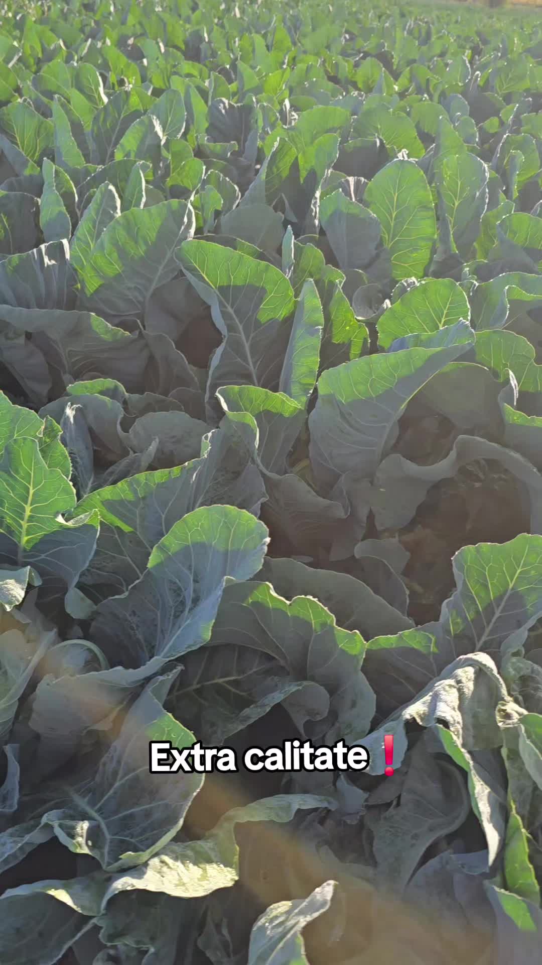 @Faze Farm