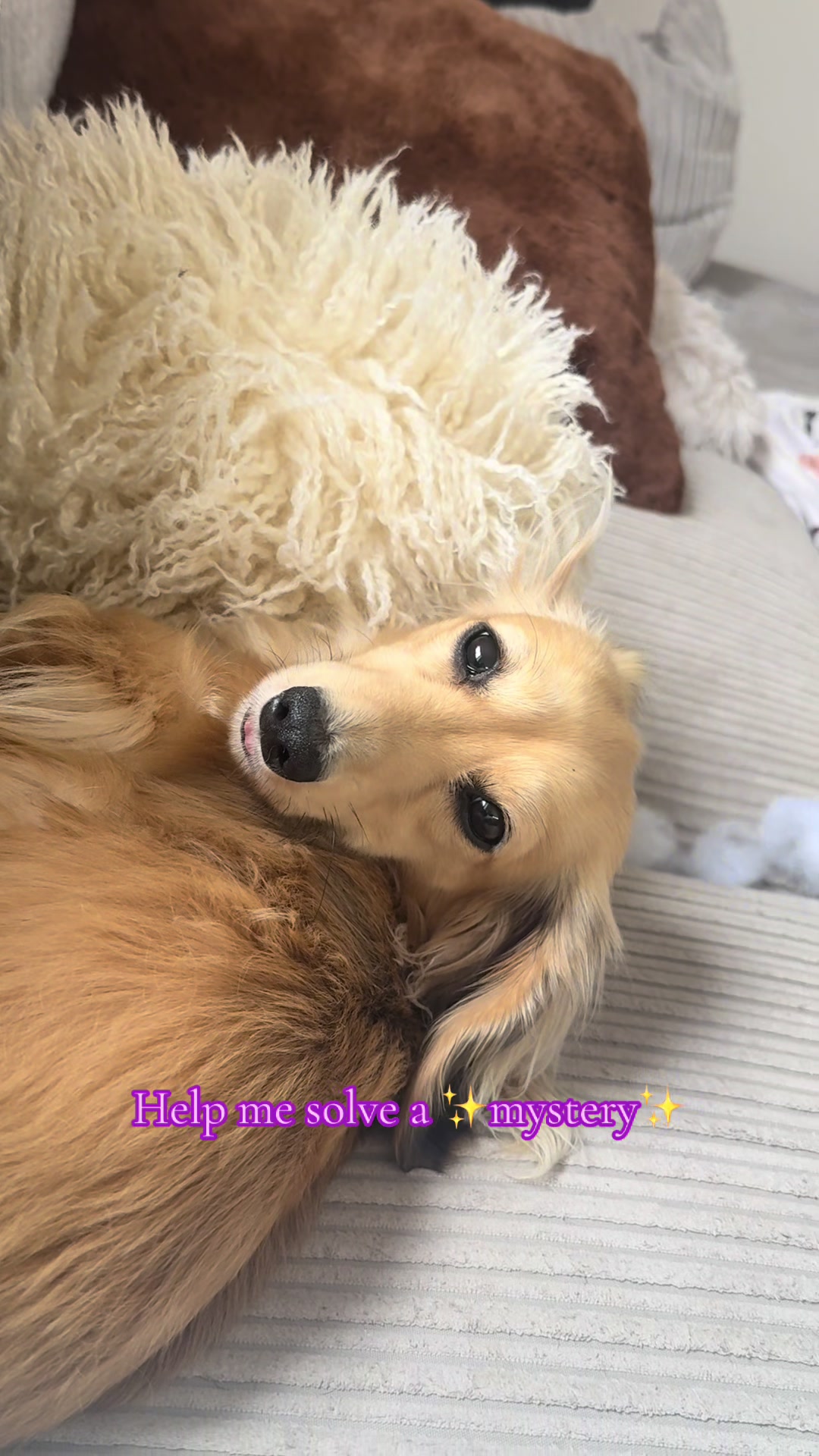 @sausagedogsisters