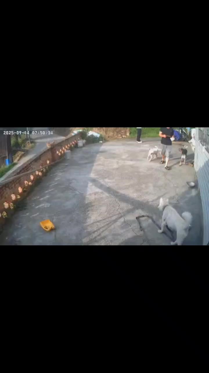@videos animals funny