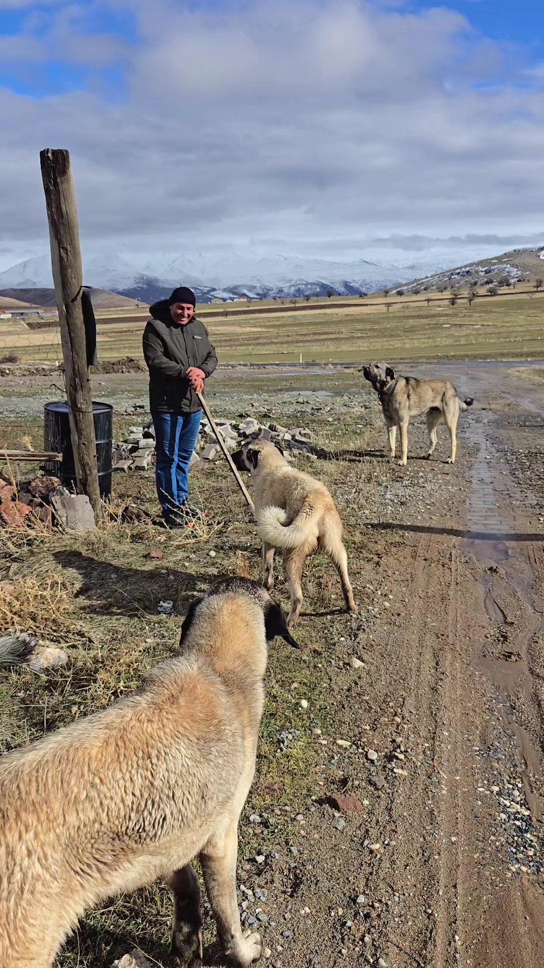 @Anatolian Shepherd Dog