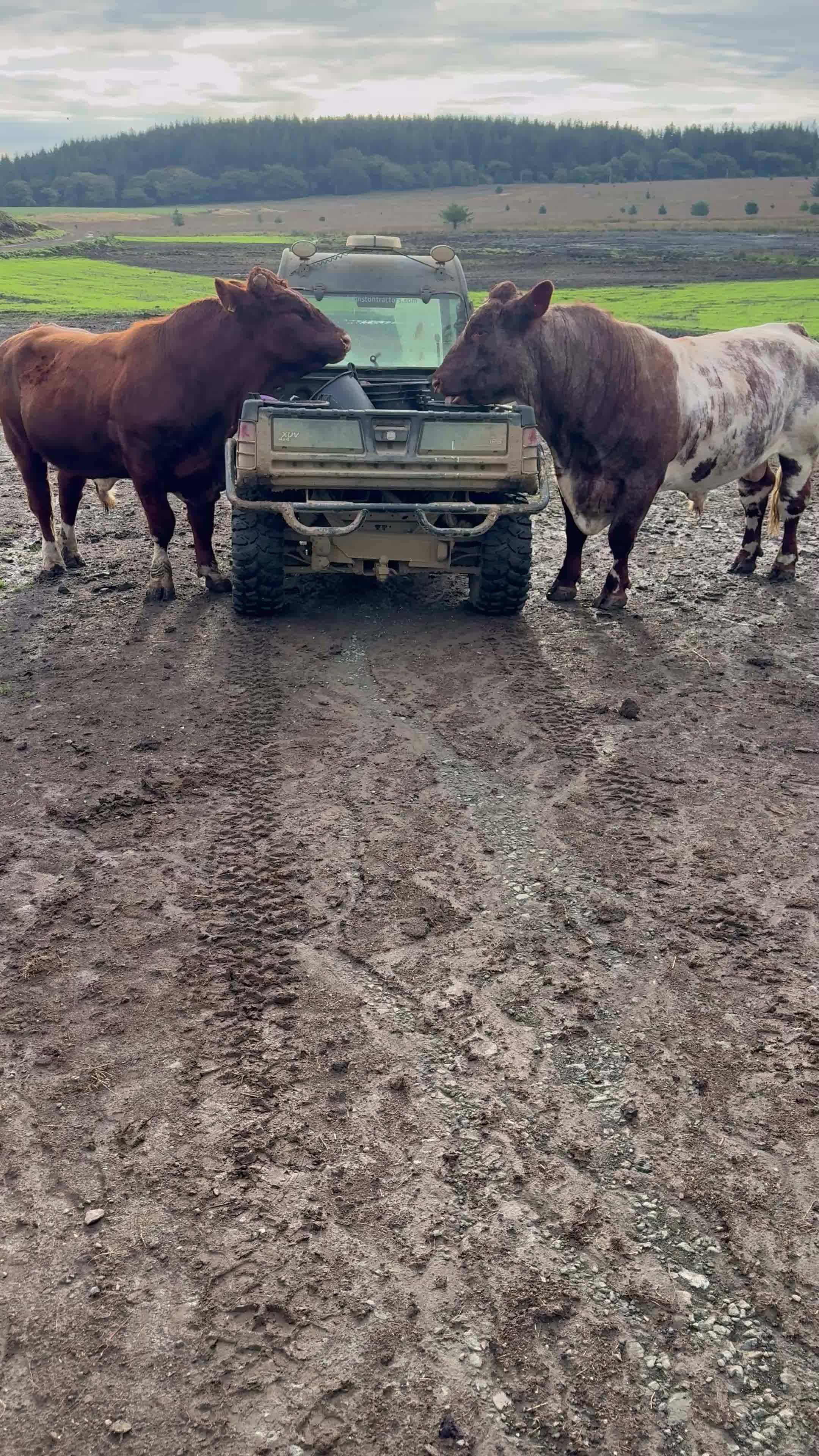 @Highland Coo Clan