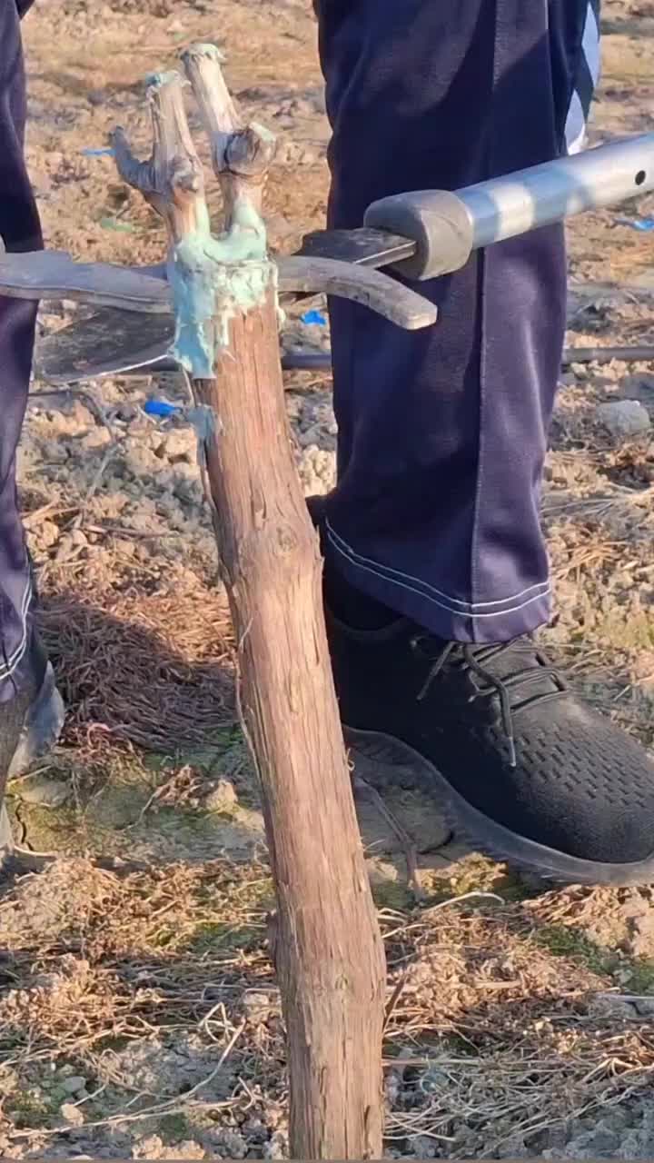 @Минчо Танков