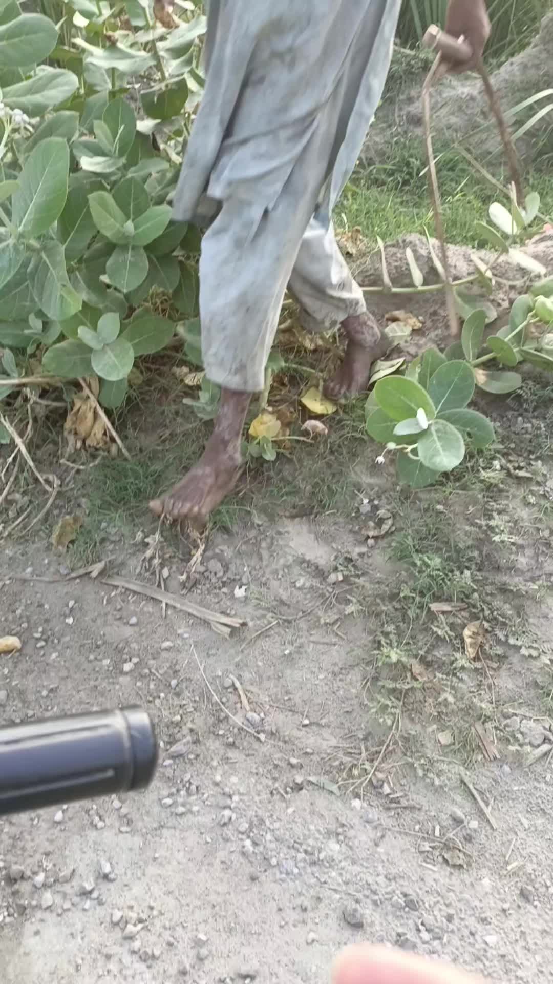 @گُڈو بادشاہ