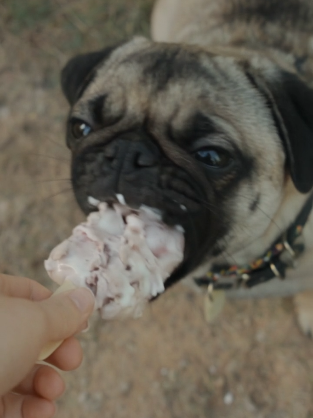 @Pug