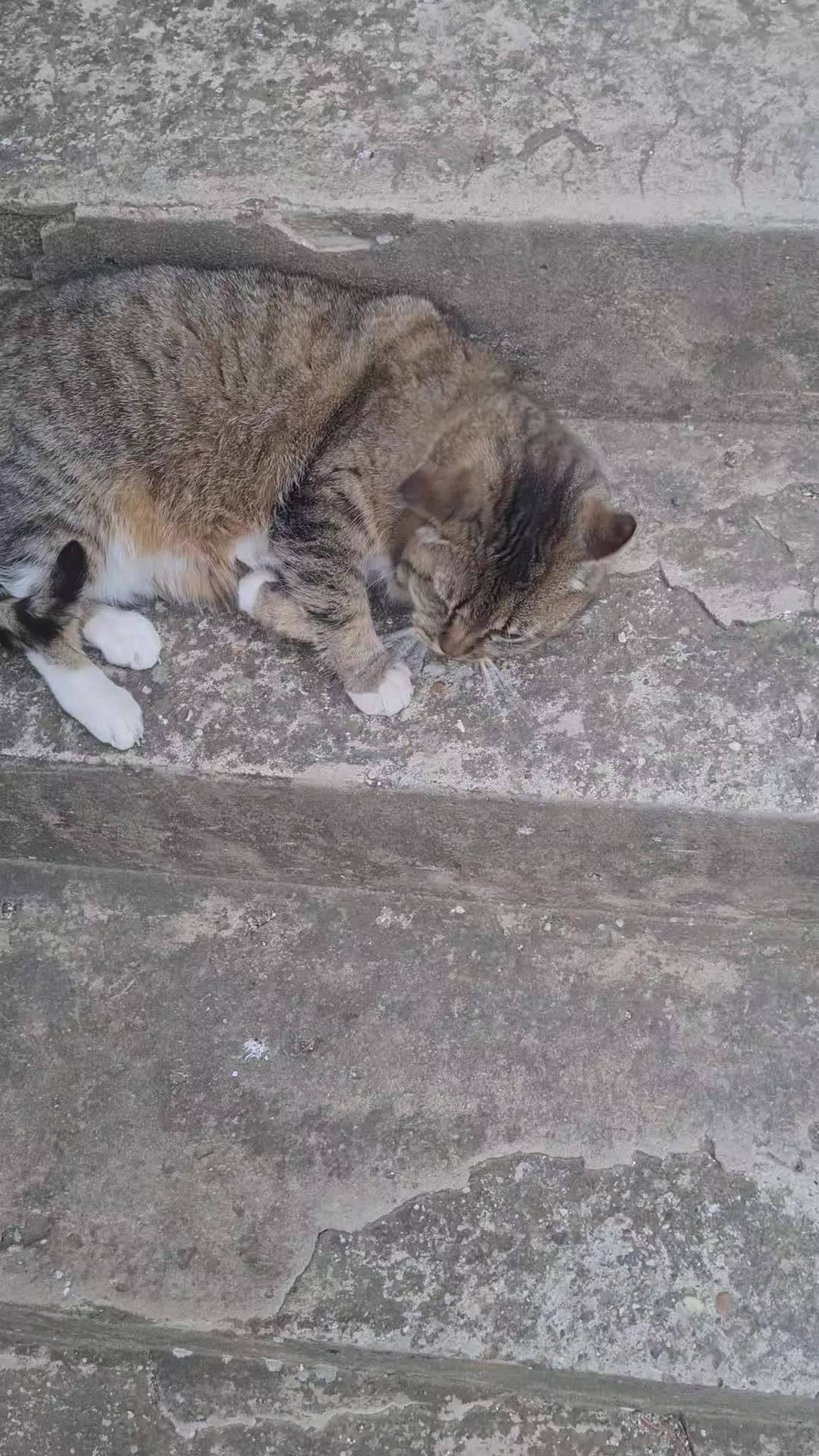 @Cat World