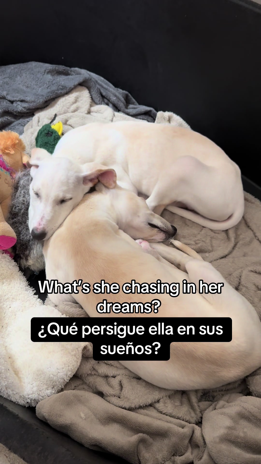 @Galgos del Sol