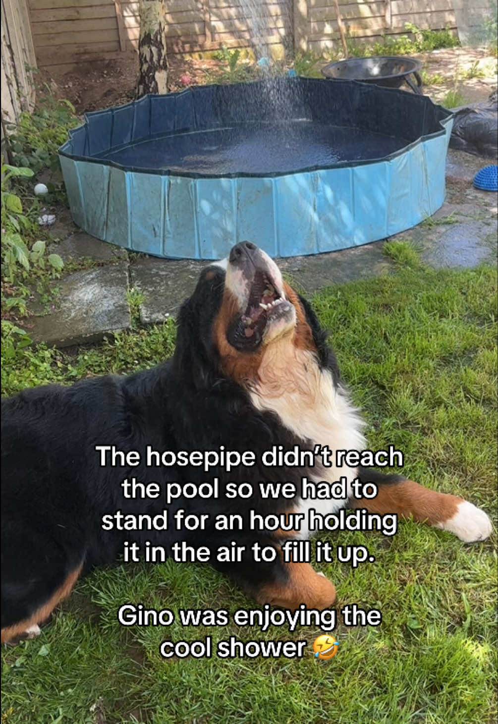 @Bramble, Ivy and Gino