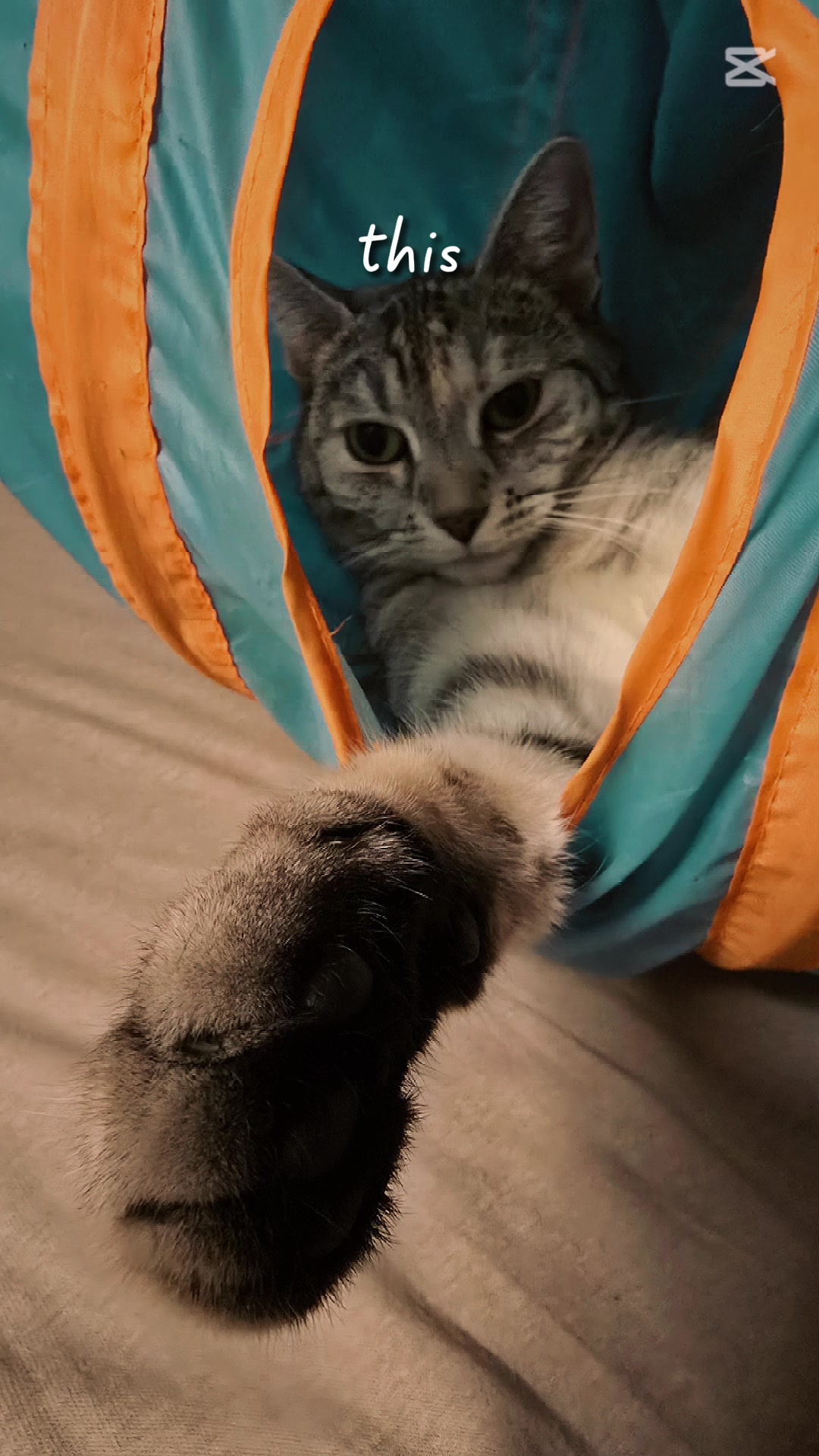 @Karin-Catmama80