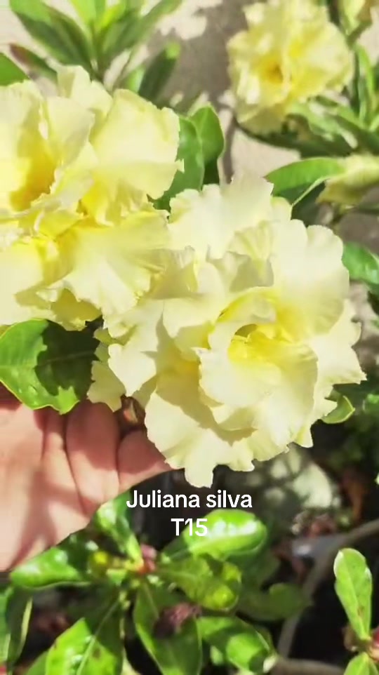 @Juliana silva
