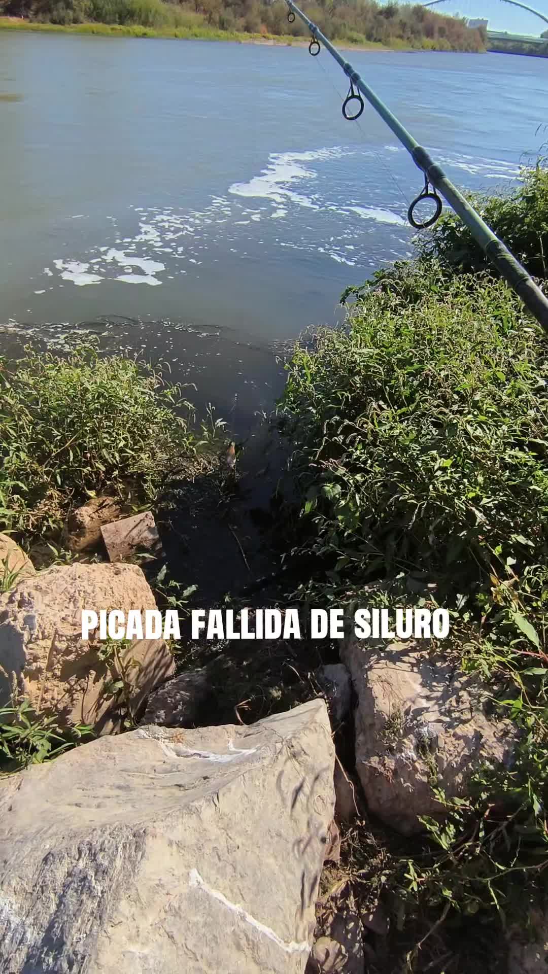 @siluros_delebro