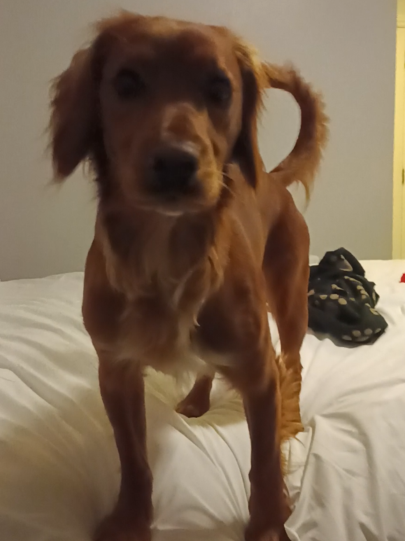 @🐕Mountain Bertie 🐕