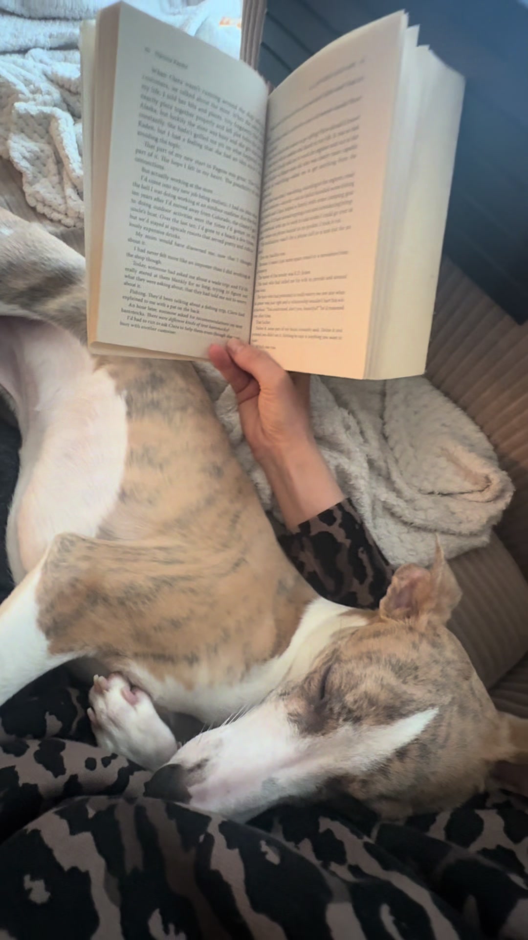 @bianka.the.whippet